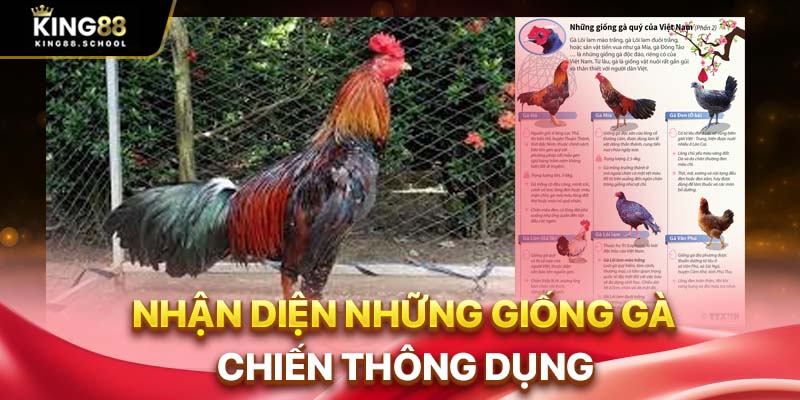 Nhận diện những giống gà chiến thông dụng